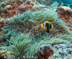 Clownfish.  Canon G-10. by Bill Arle 